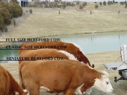 Comparison of cow sizes