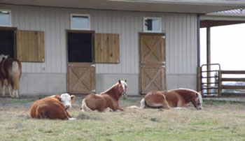 Miniature Hereford and Haflinger Horses