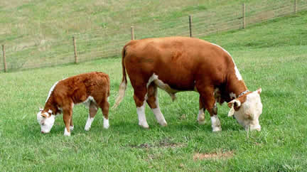 Bull & calf