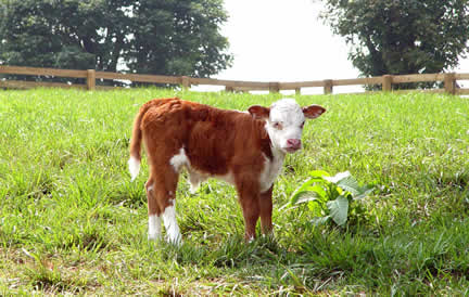 <img:http://www.bryanhillfarm.com/images/calf.jpg>