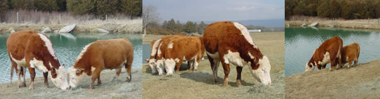 Comparisons between full size and miniature Herefords
