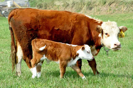 cow_calf.jpg