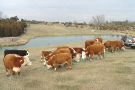 Miniature Hereford Cattle