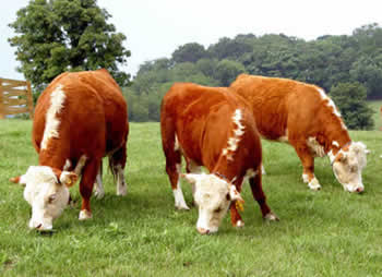 Miniature Hereford Cattle