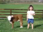 Some photos of our 2006 calves