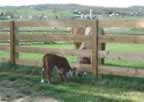 Some photos of our 2006 calves