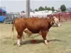 Meet Deuce.  He is one of our herd sires.  Deuce is a 0000 bull.  He is very tame and has excellent conformation.  Here he is seen on exhibit at the 2006 Rockingham County Fair.  Sorry though, he is not for sale.