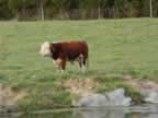 Here is another photo of our 0000 Miniature Hereford Bull Deuce, at home on the farm.