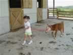 County Fair preparation.  Getting ready for the fair includes bathing, clipping, grooming and training on a lead/halter