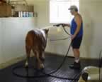 County Fair preparation.  Getting ready for the fair includes bathing, clipping, grooming and training on a lead/halter