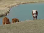 One of our heifer calves posing for the camera while others enjoy a cool drink