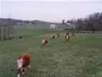 Some photos of our herd