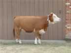 This is Lilly, she is one of our mature Miniature Hereford cows