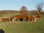 Some photos of our herd