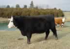 This is our black baldie “Oreo”.  Her mother is one of our tamest miniature Hereford cows.  Her father was a lowline Angus (or miniature angus).
