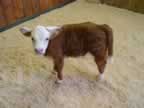 3 week old calf from our 2007 crop