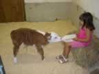 4 day old bottle fed calf